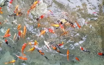 璞草行旅 31