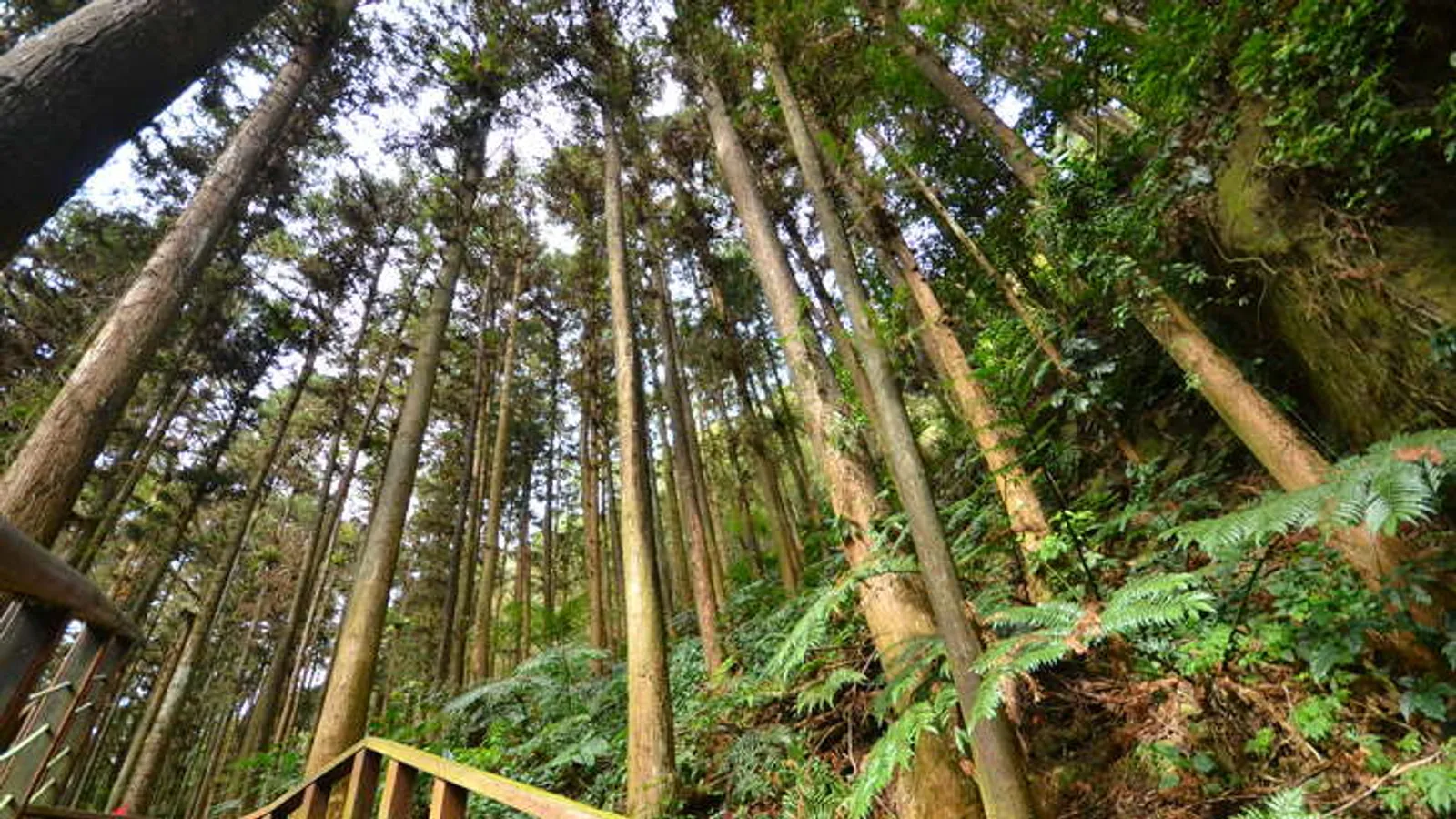 梅山景點:仙人堀步道