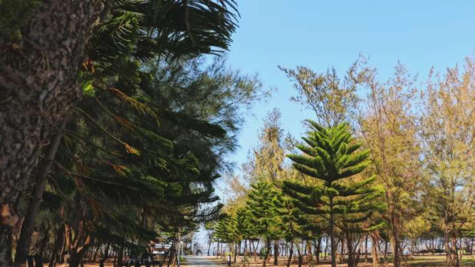 布袋景點:新岑公園