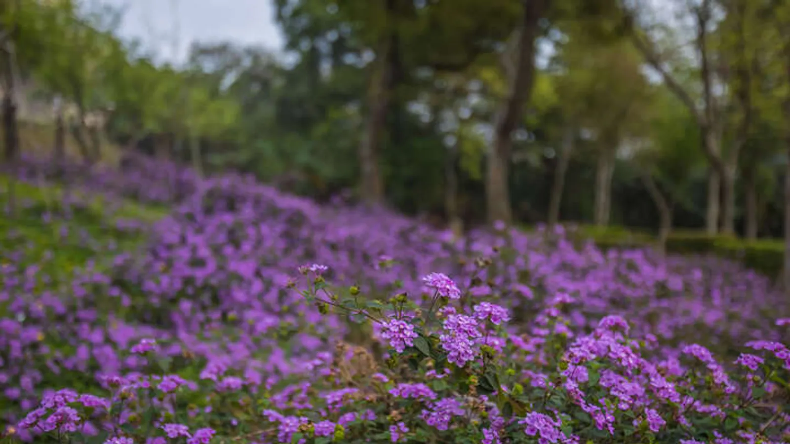 鶯歌景點:鶯歌永吉公園