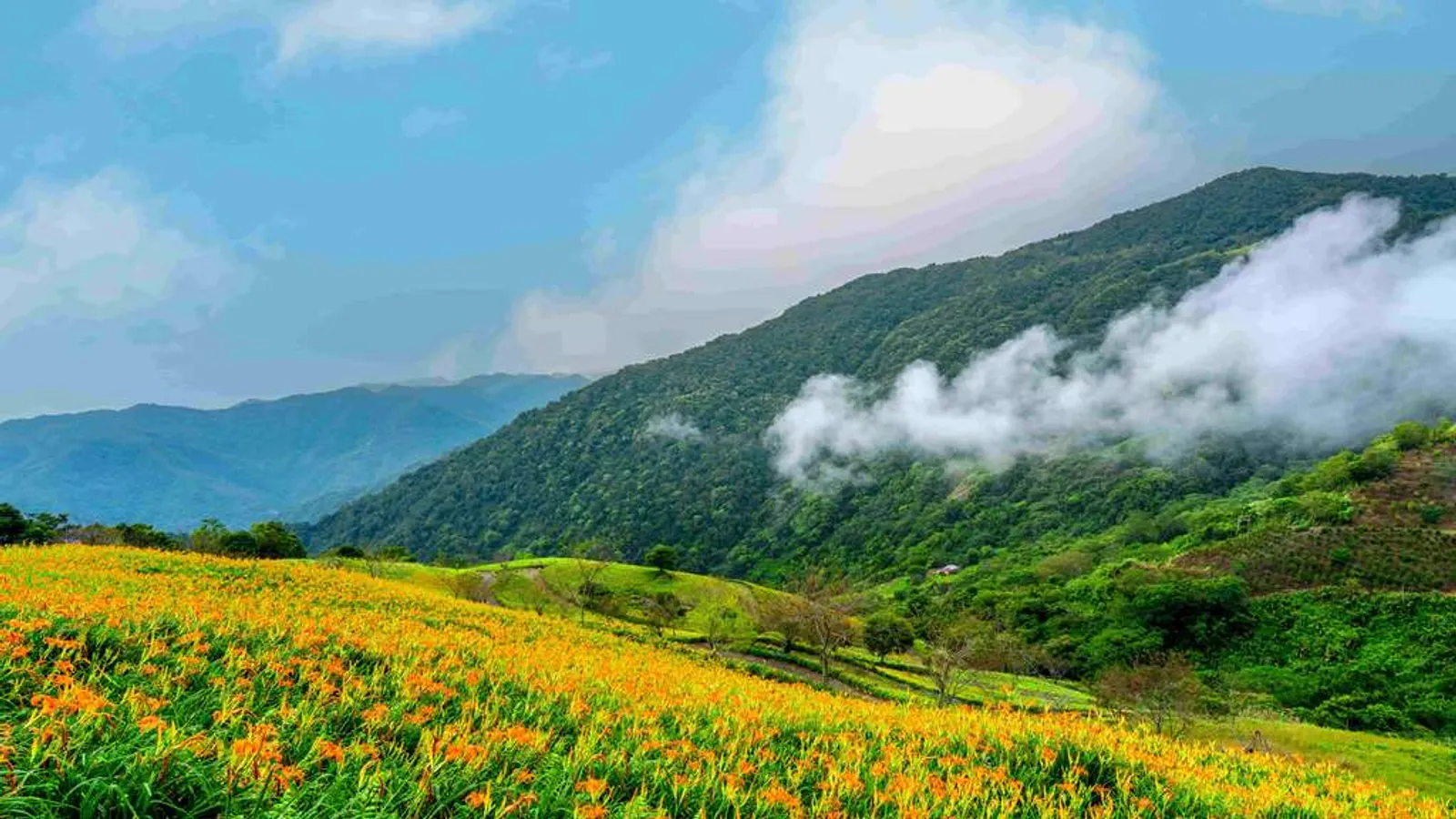 太麻里景點:太麻里金針山