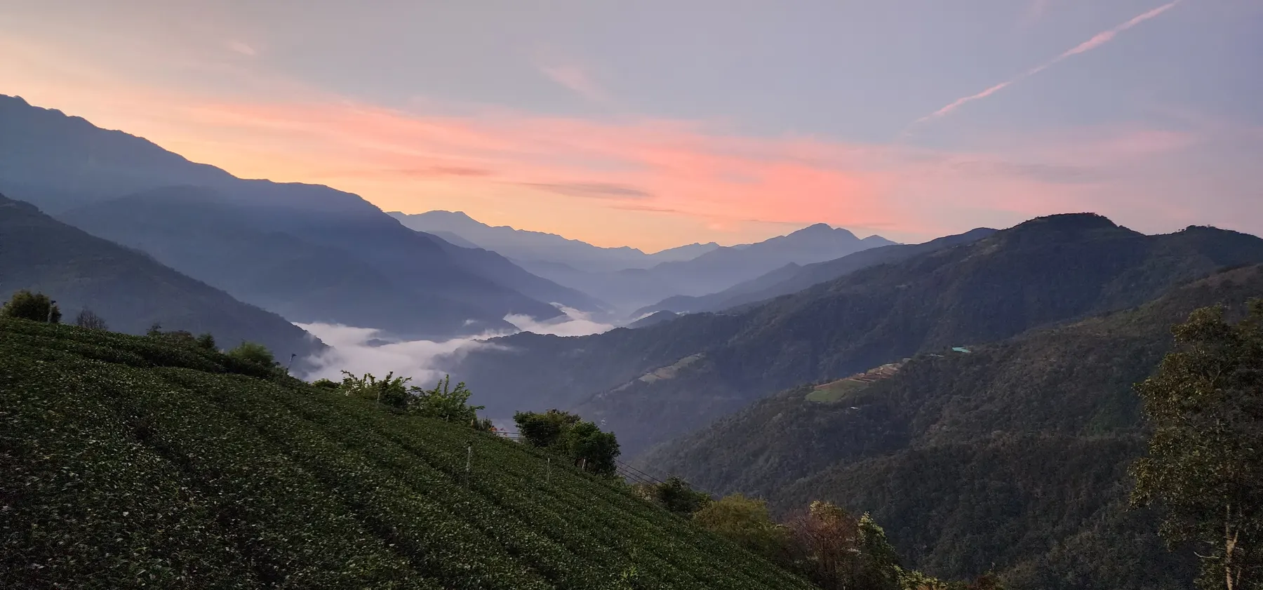 清晨的茶園與雲海